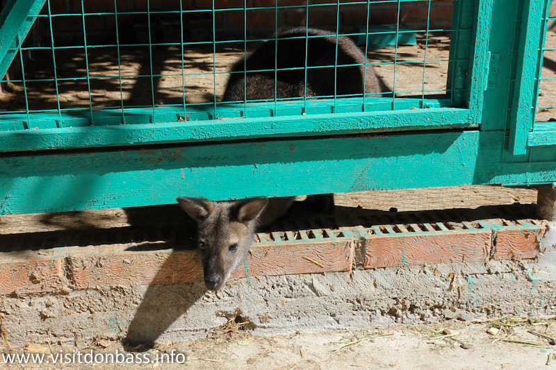 Маленький кенгуру. Зоопарк Деревня Вашуры в Мариуполе