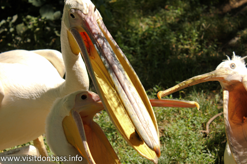 Пеликаны. Зоопарк Деревня Вашуры в Мариуполе