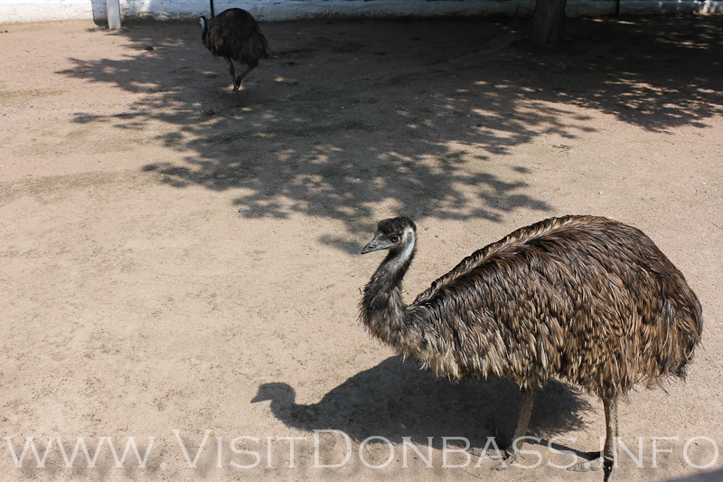 Семейка страусов в собственном вольере, Докучаевск зоосад